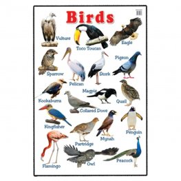 Educational Chart Birds (MM00648) Educational Chart Birds (MM00648)