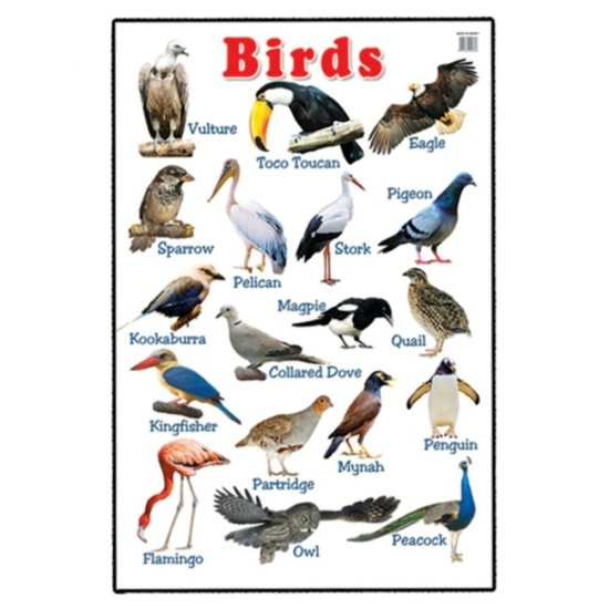 Educational Chart Birds (MM00648)