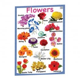 Flowers - Educational Chart (MM00655) Flowers - Educational Chart (MM00655)